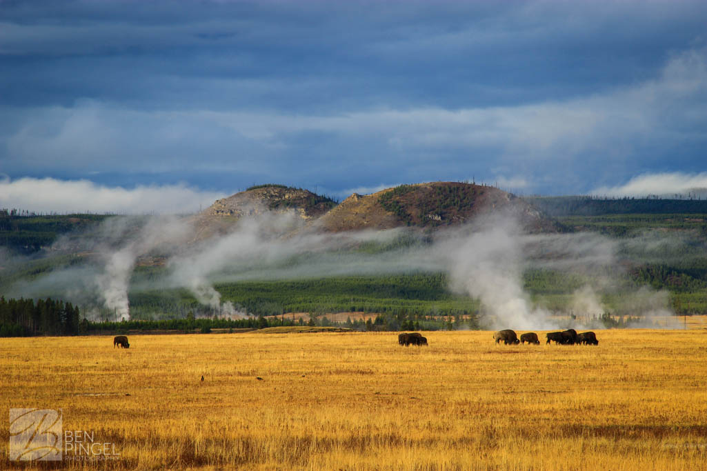 herd of bison in a field