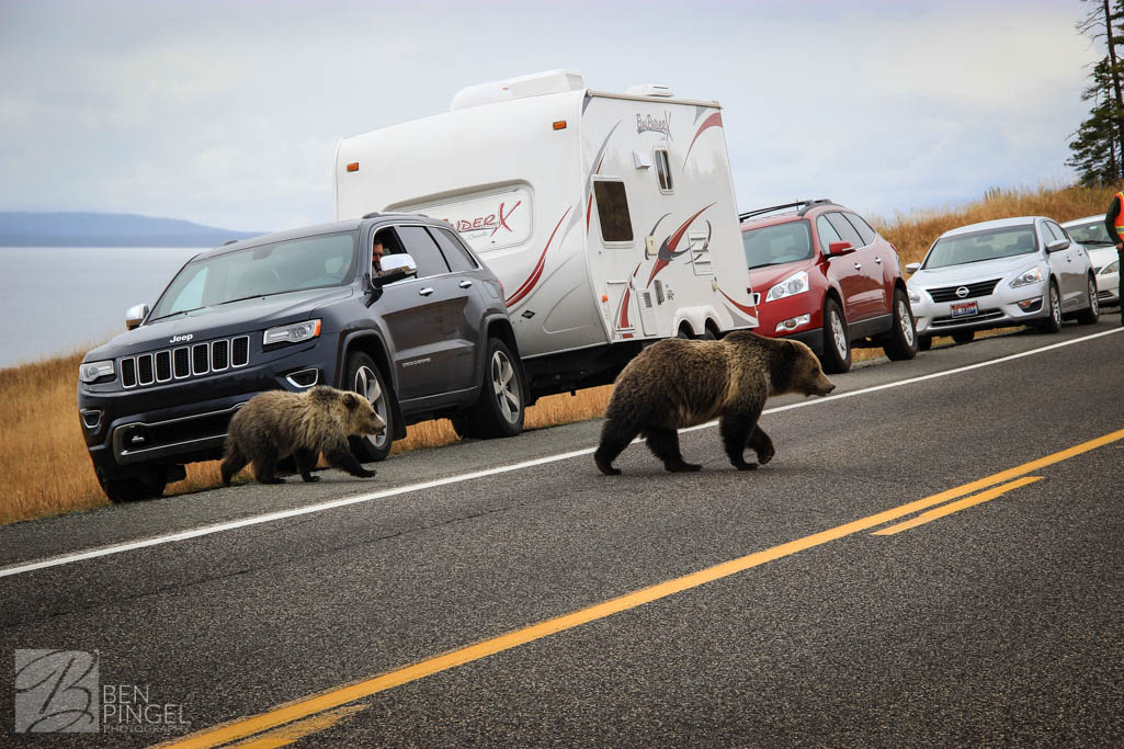 two bears crossing the road