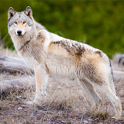 wolf in the forest